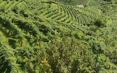 LA STRADA DEL PROSECCO